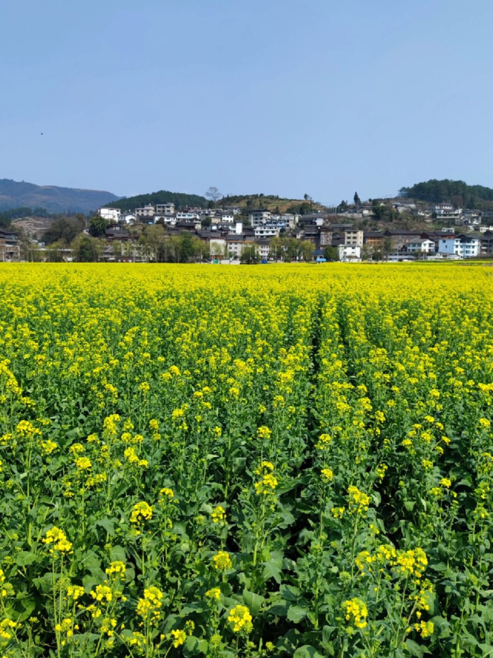 开阳底窝坝油菜花图片