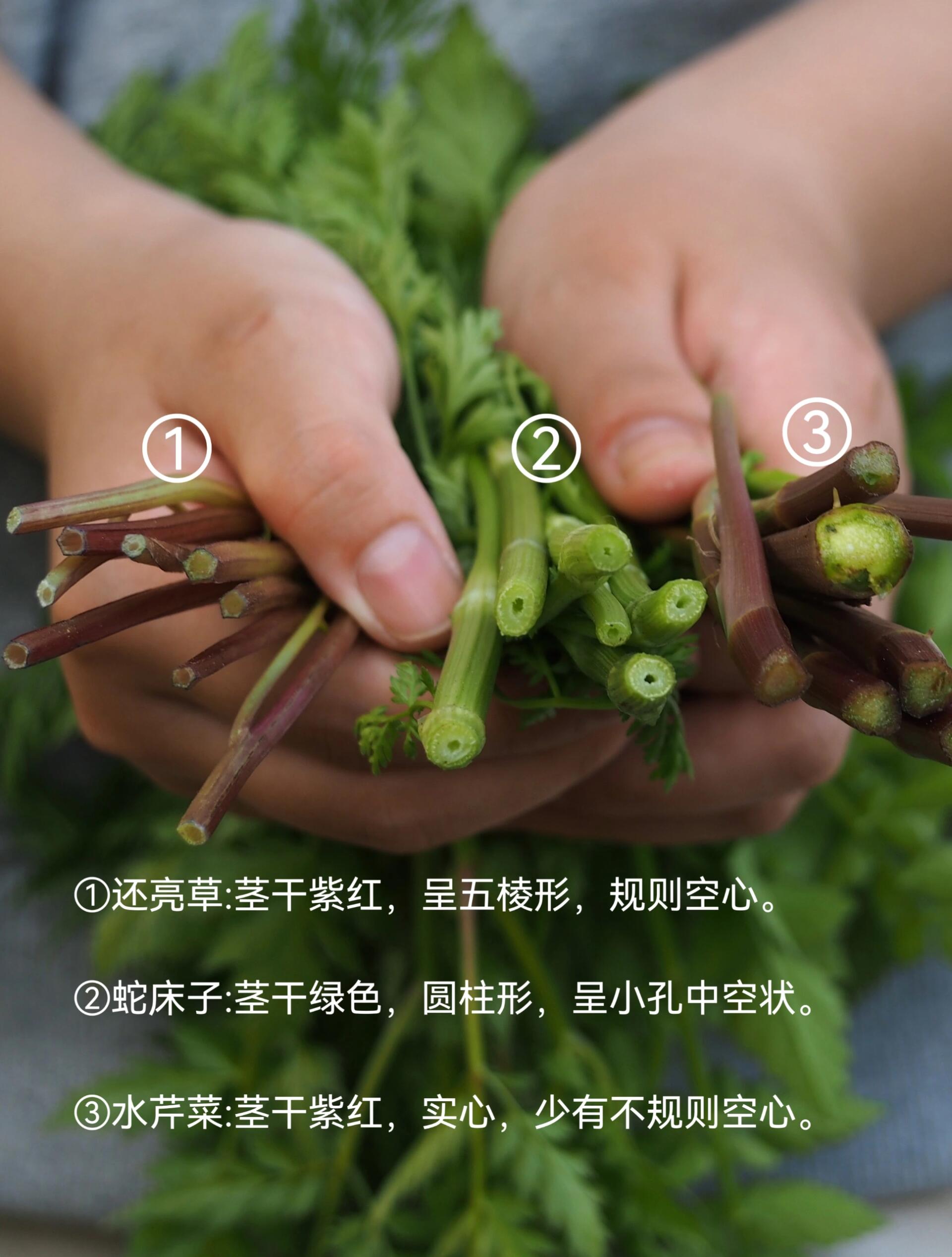 一张图教你辨别真假水芹菜(野芹菜) 最近看到不少薯友把蛇床子采回家