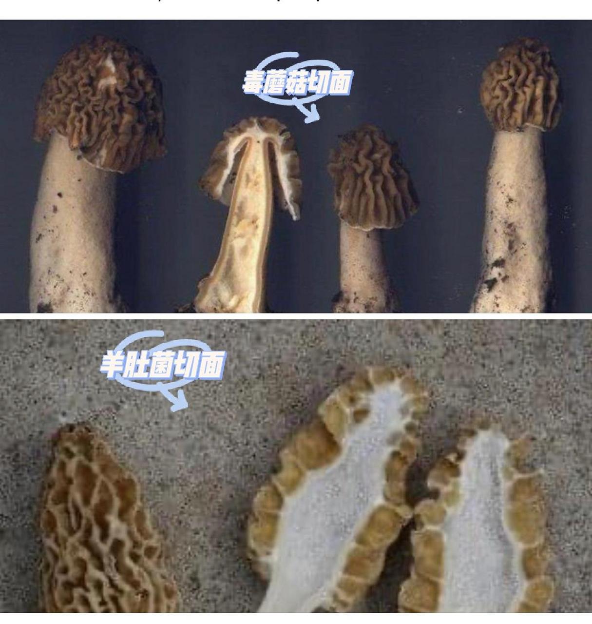 注意了这不是羊肚菌!这种蘑菇有毒!