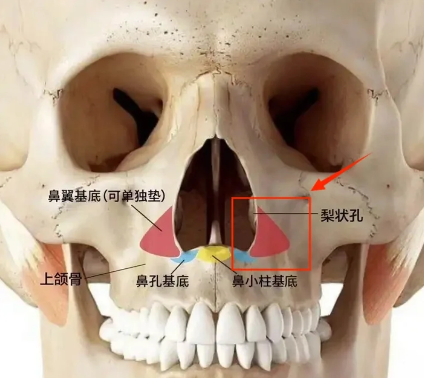 鼻基底和法令纹的自测方法 鼻基底位置:鼻唇沟上部与鼻翼交界的三角