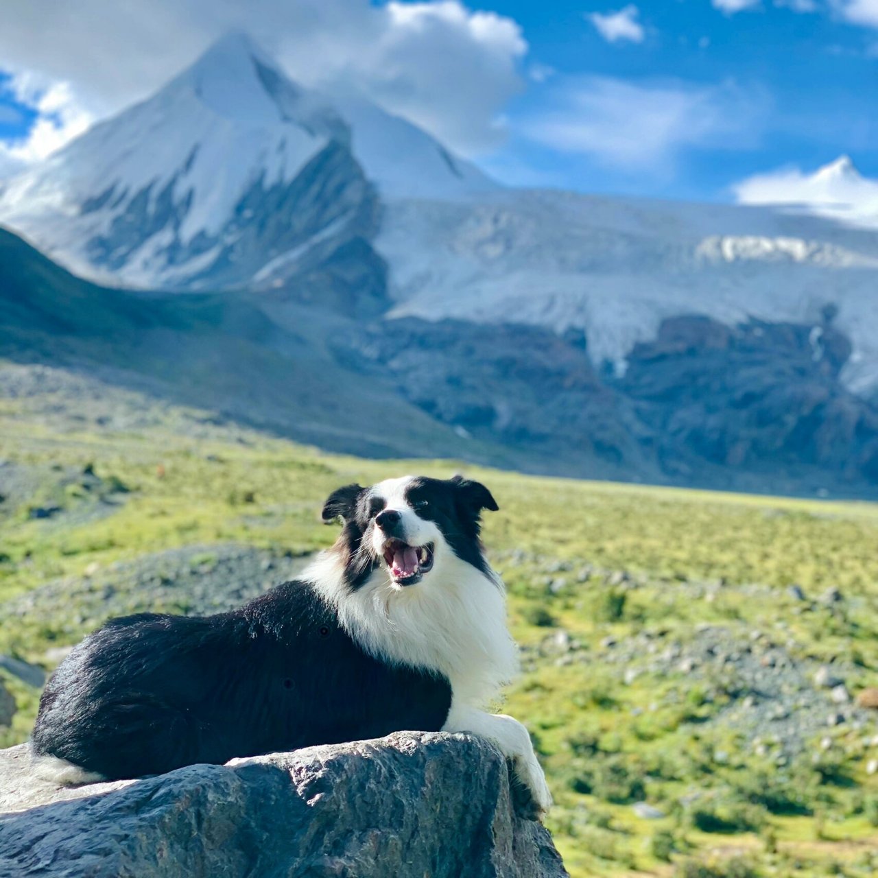 边牧七七|狗狗头像九选一