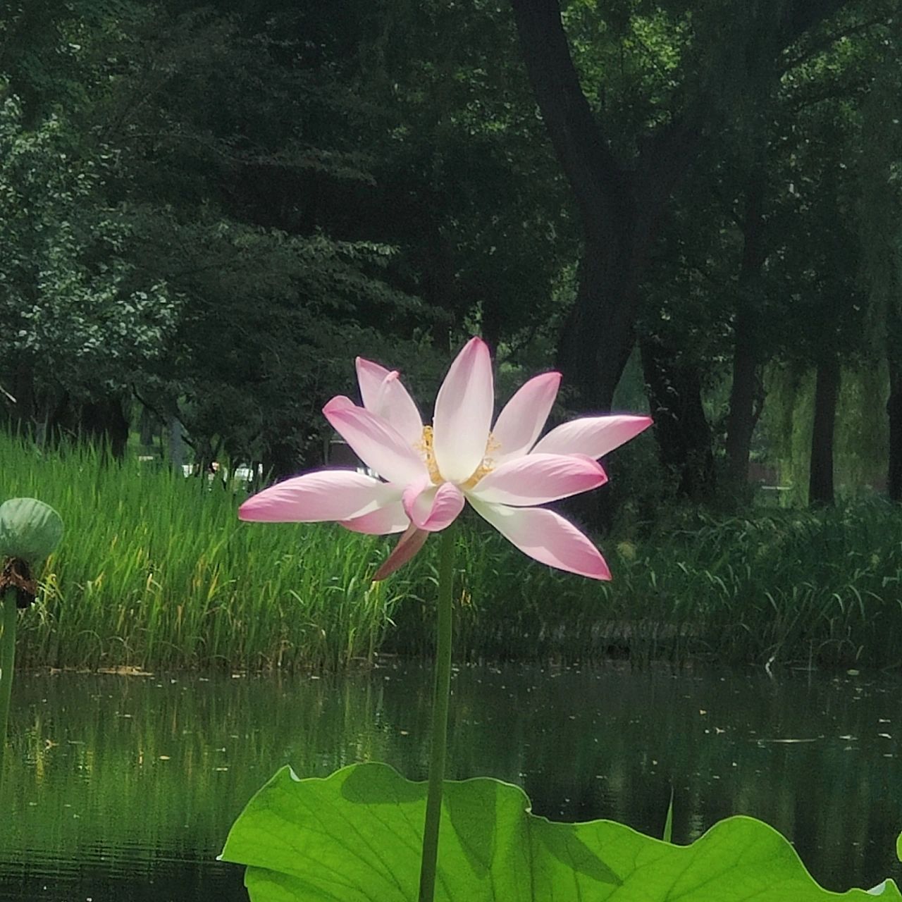 花开富贵头像(什) 家长辈的头像风格,有需要的可以保存,是自己拍的!