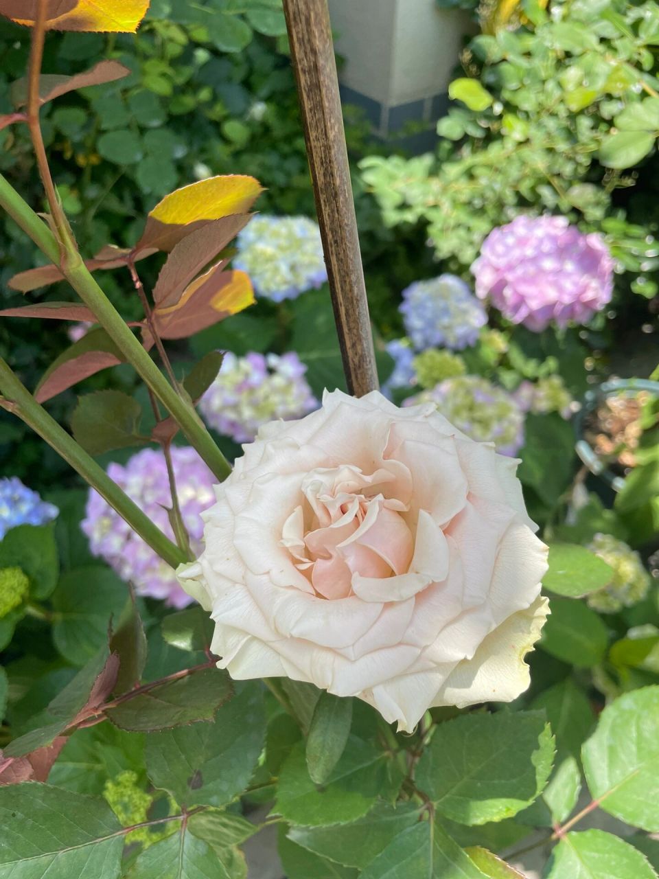 月季品种:尼古拉        去年买的牙签苗,长势特别快,无刺,直立性好