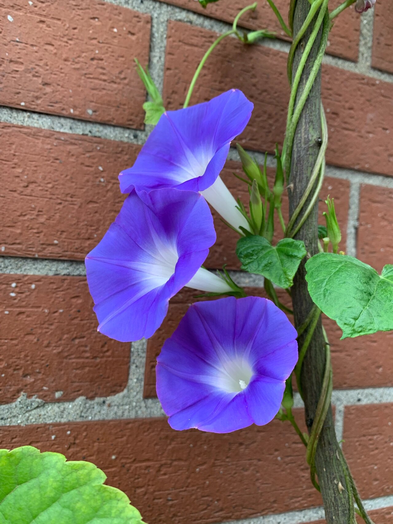 蓝色的牵牛花图片