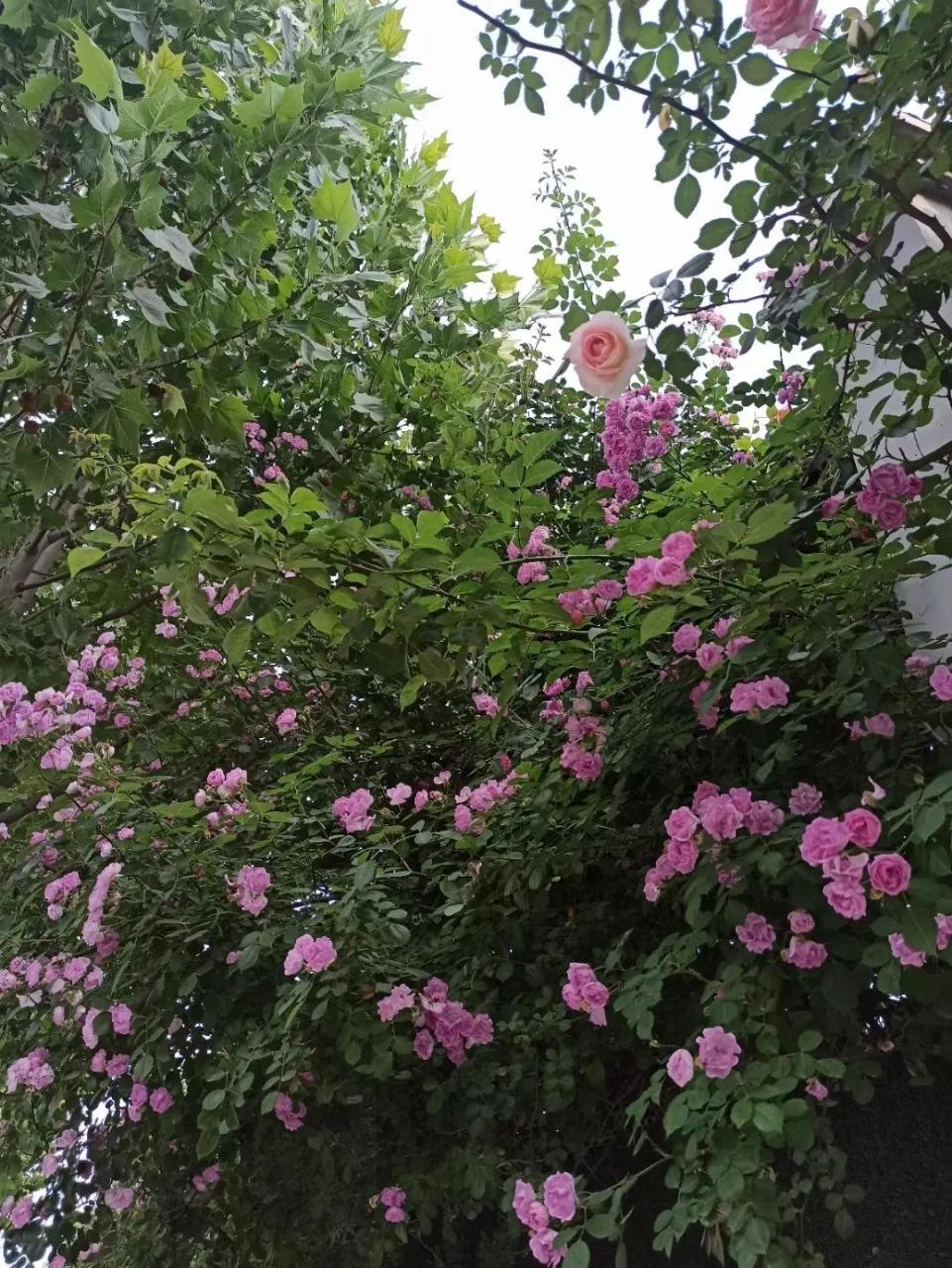 处世格言小品之01  倚高才而玩世,背后须防射影之虫;饰厚貌以欺人