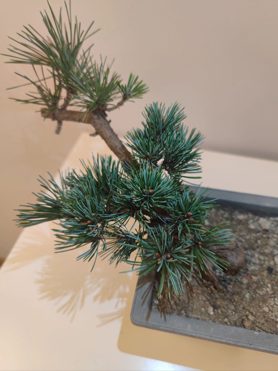 图示瑞光(杨梅)大阪松五针松参数