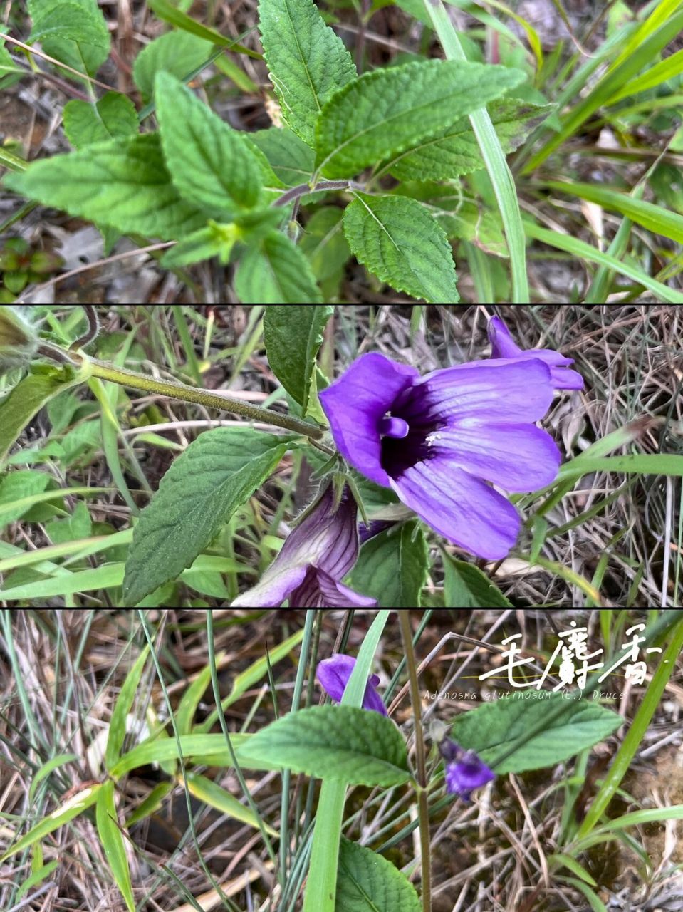 druce)是玄参科,毛麝香属直立草植物.