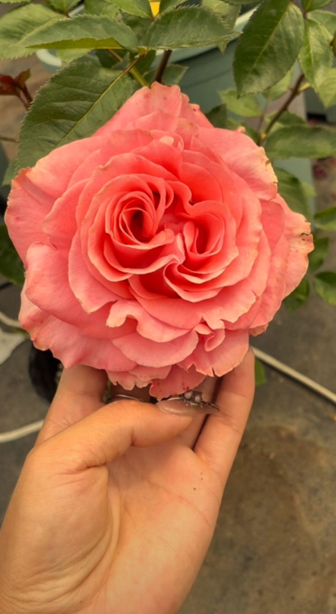 月季的品种,名字真是千千万,瞧瞧,  玛莎拉蒂  多么霸气的名字!95