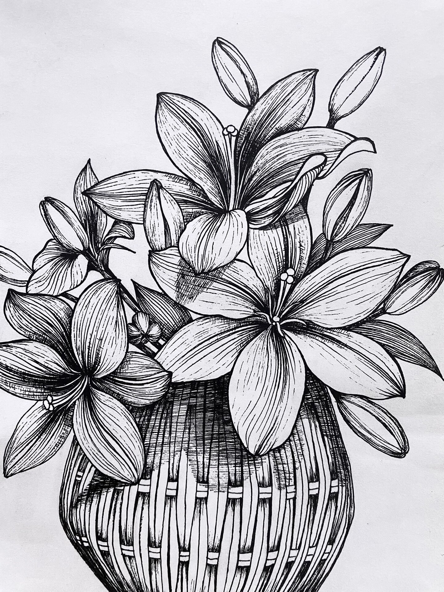 植物写生篇18(内附写生原图