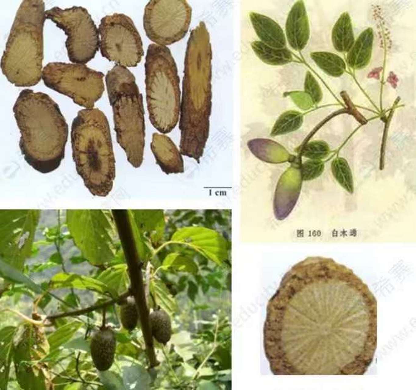 时珍曰:木通手厥阴心包络,手足太阳小肠,膀胱之药也