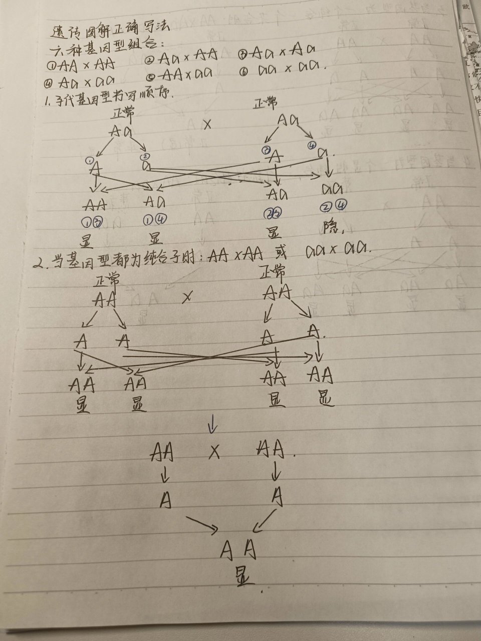 生物基因遗传图解图片