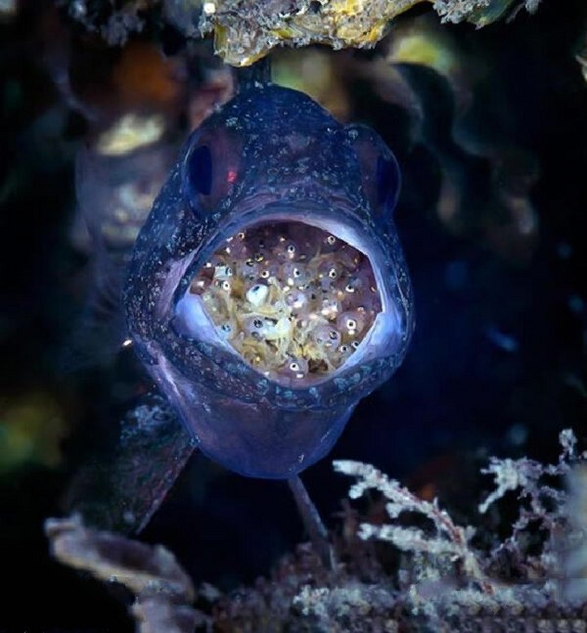 大部分天竺鲷是雄性口腔孵卵.