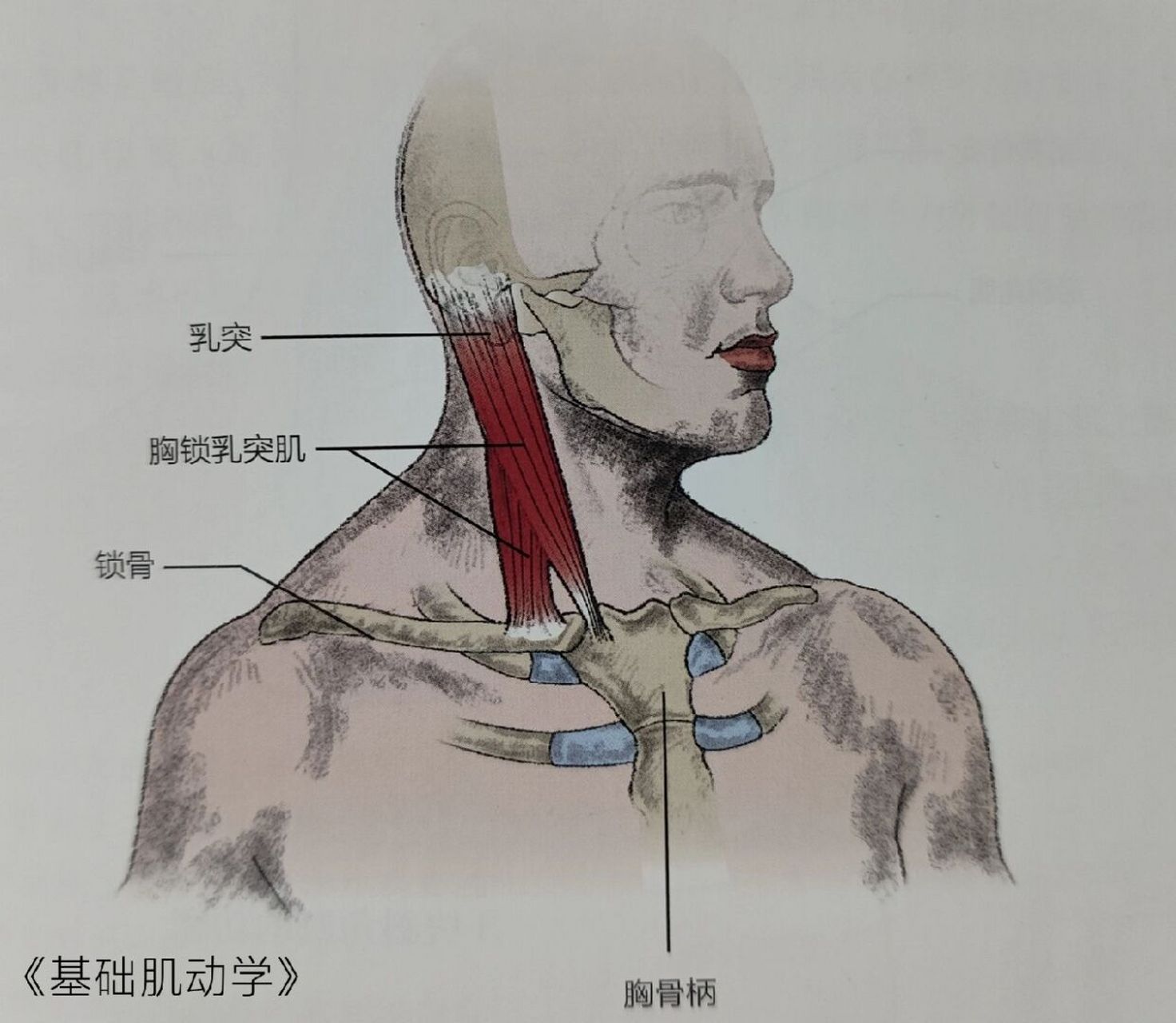 乳突的准确位置图片图片