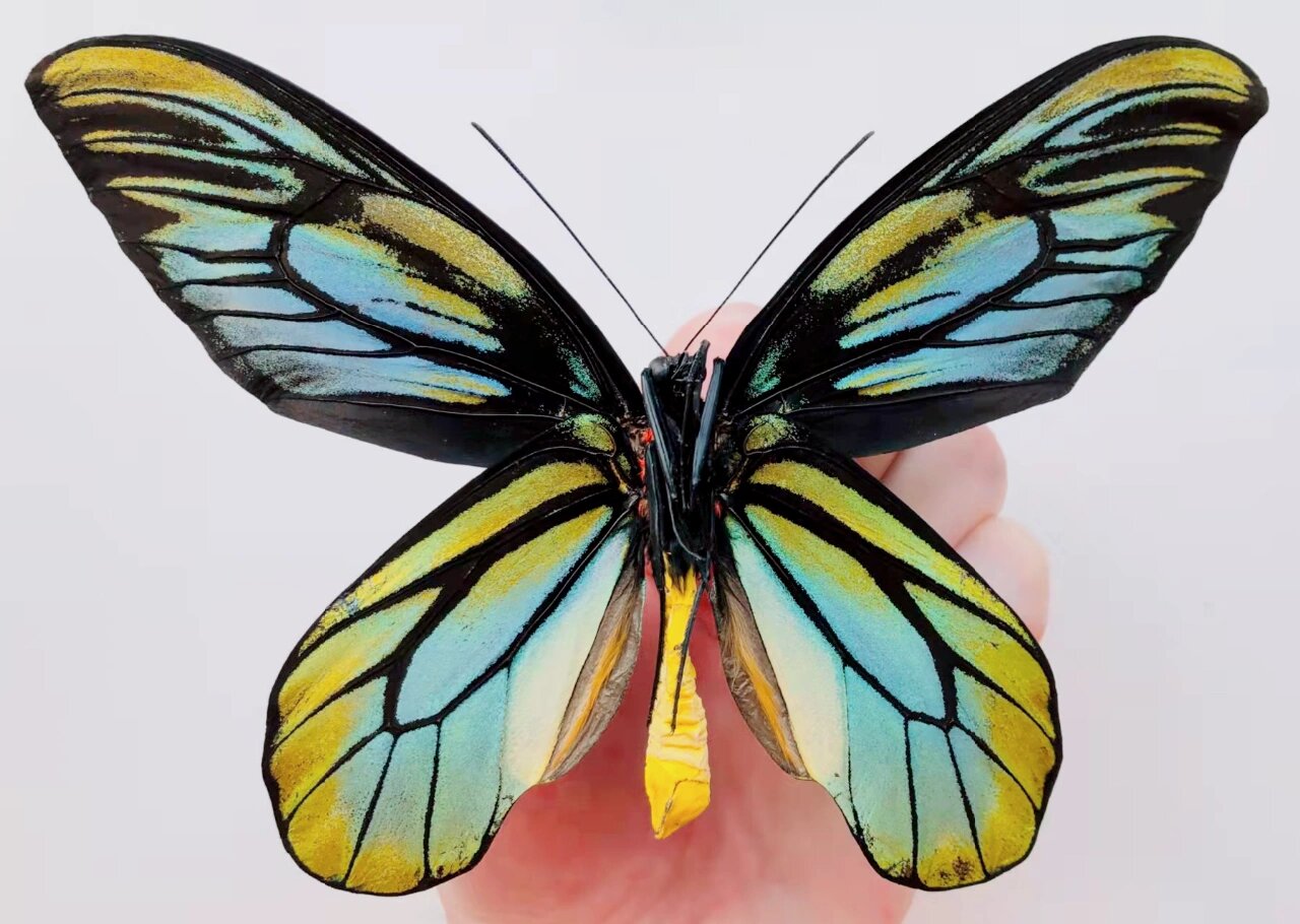 稀有的一种蝴蝶,也是唯一一个被列入红色名录的鸟翼凤蝶,一级保护动物