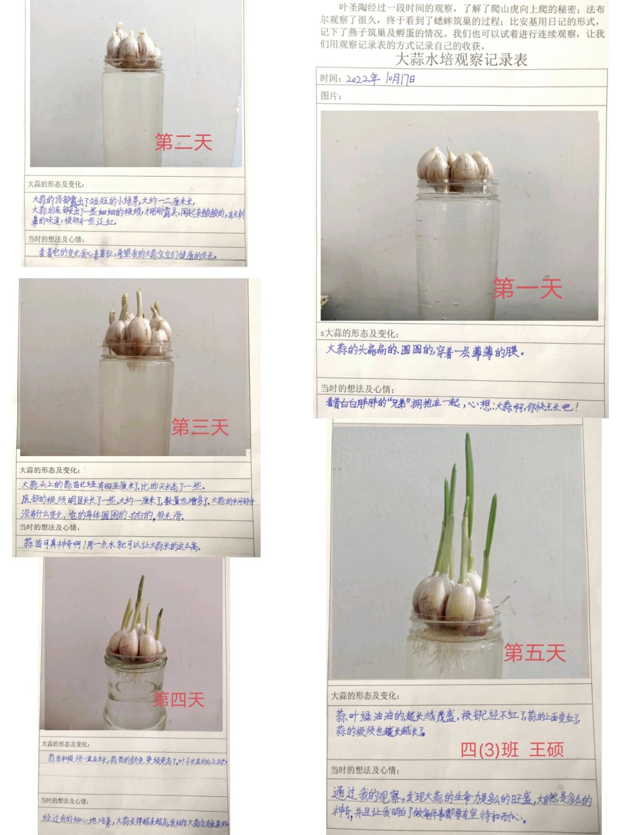 植物观察日记四年级大蒜(小学四年级植物观察日记大蒜)