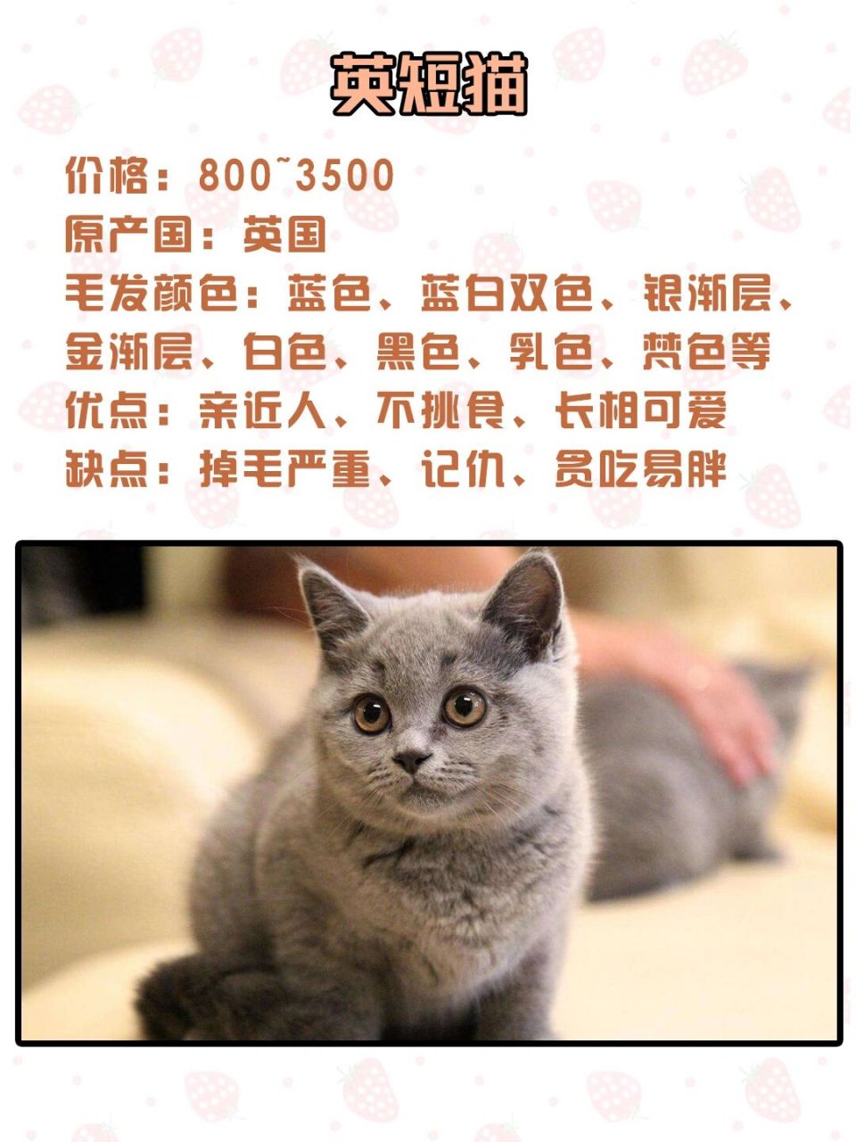 美短和英短哪个好71看完就知道怎么选了94 平时很多人拿美短猫和