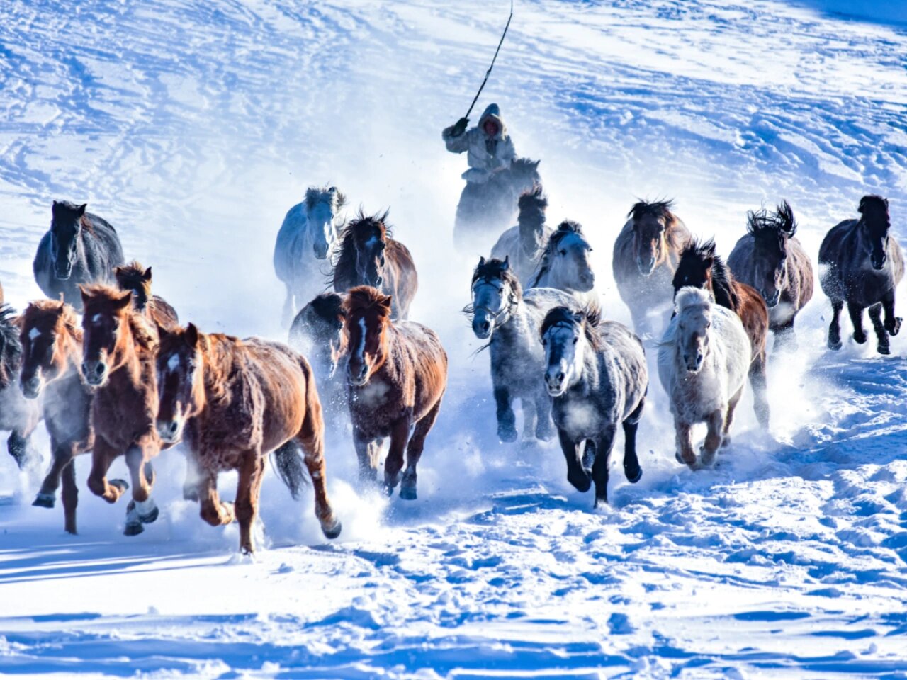 雪原狂奔图片图片