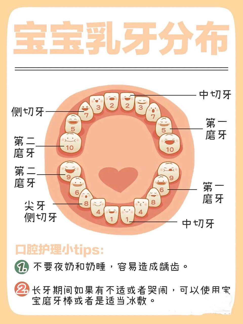 宝宝乳牙分布图,收藏