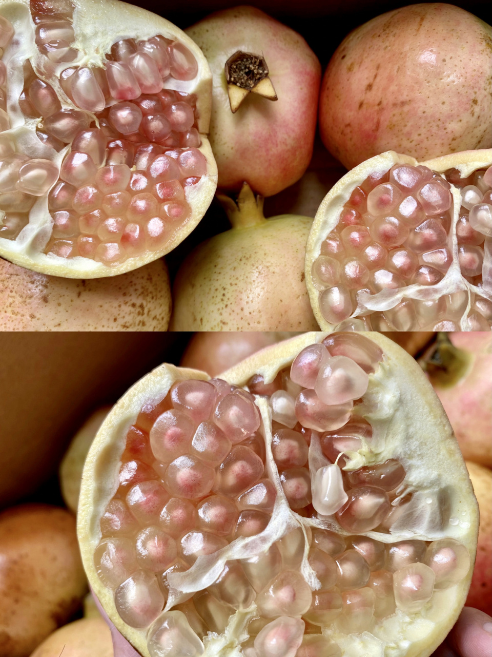 蒙自的水晶石榴,籽是白色的 [赞同]外表真的丑兮兮的,味道比软籽石榴