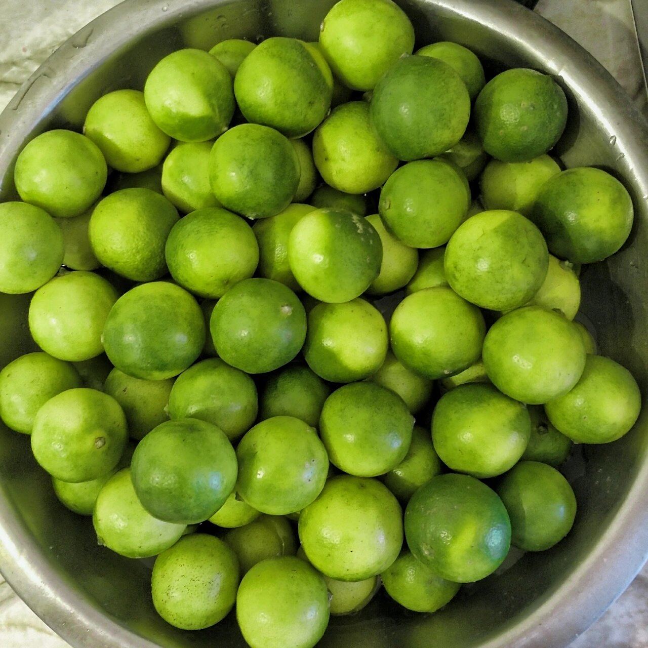 腌了十斤咸柠檬 选的广西土柠檬,用的无碘盐,无水无油去蒂)去不去无