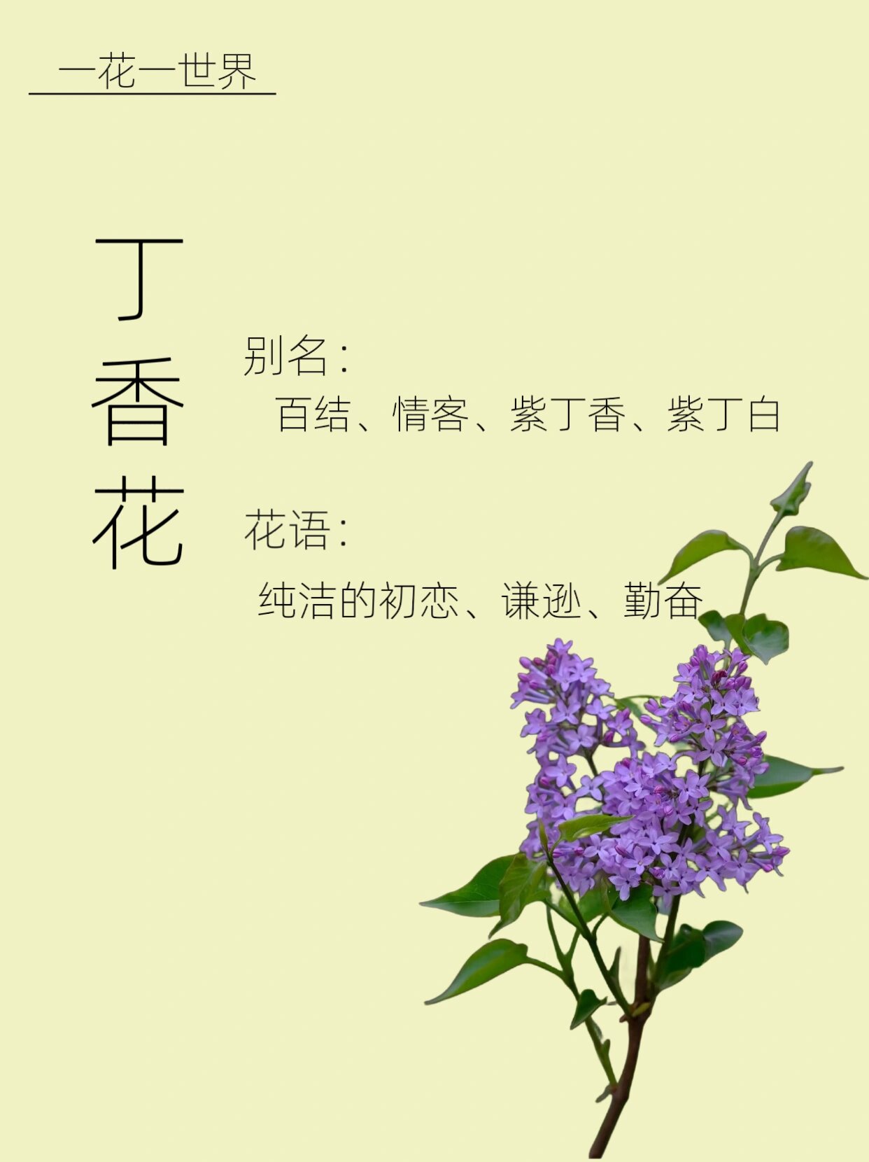 丁香花～知多少 92别名:百结,情客,紫丁香,紫丁白 92花语:纯洁的