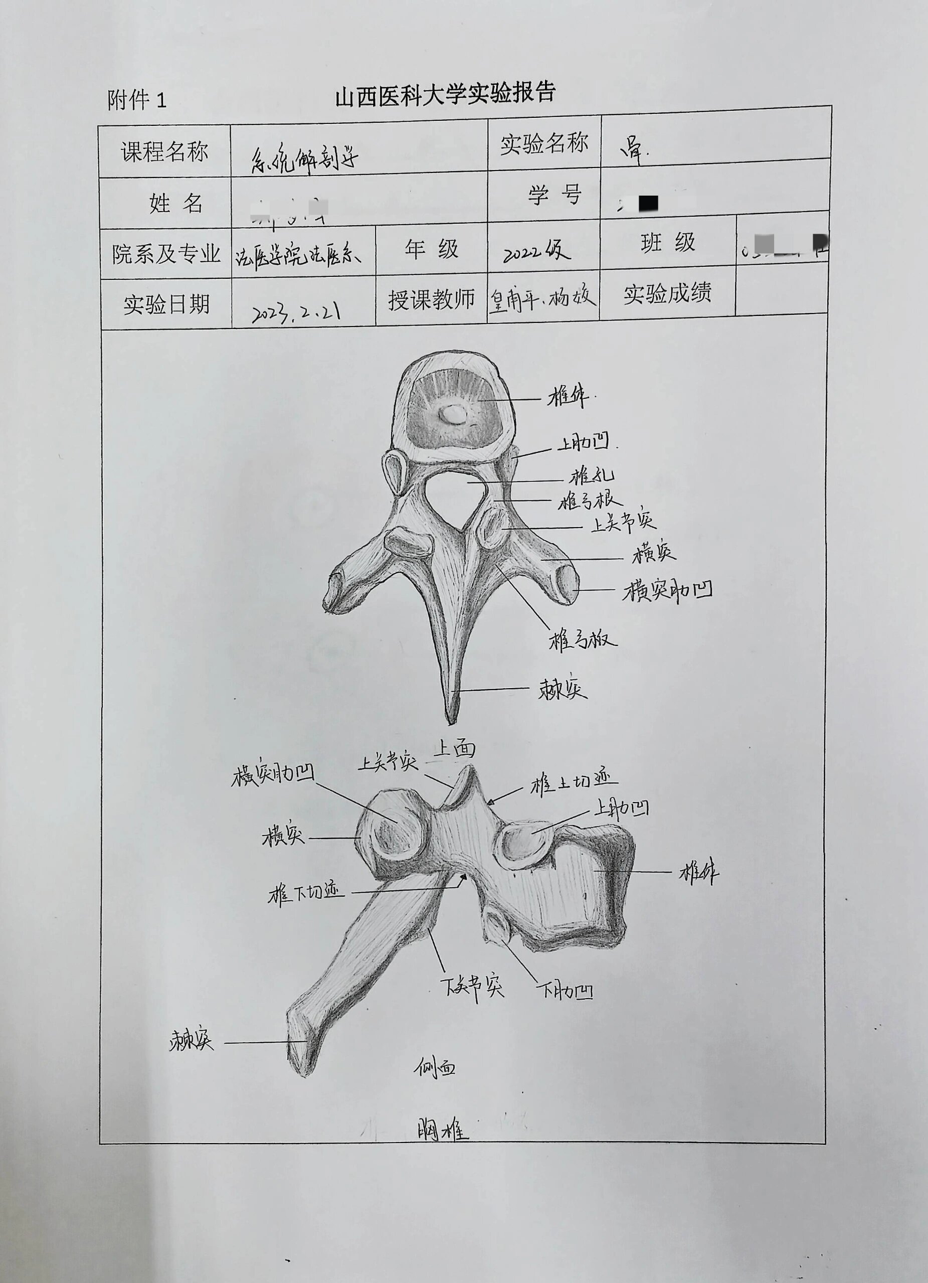 系统解剖学实验绘图 胸椎