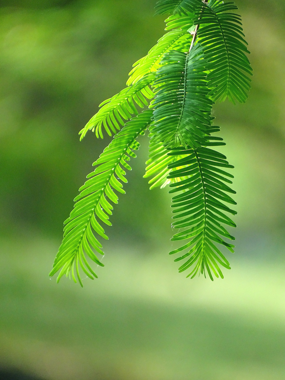 柳浪闻莺植物图片