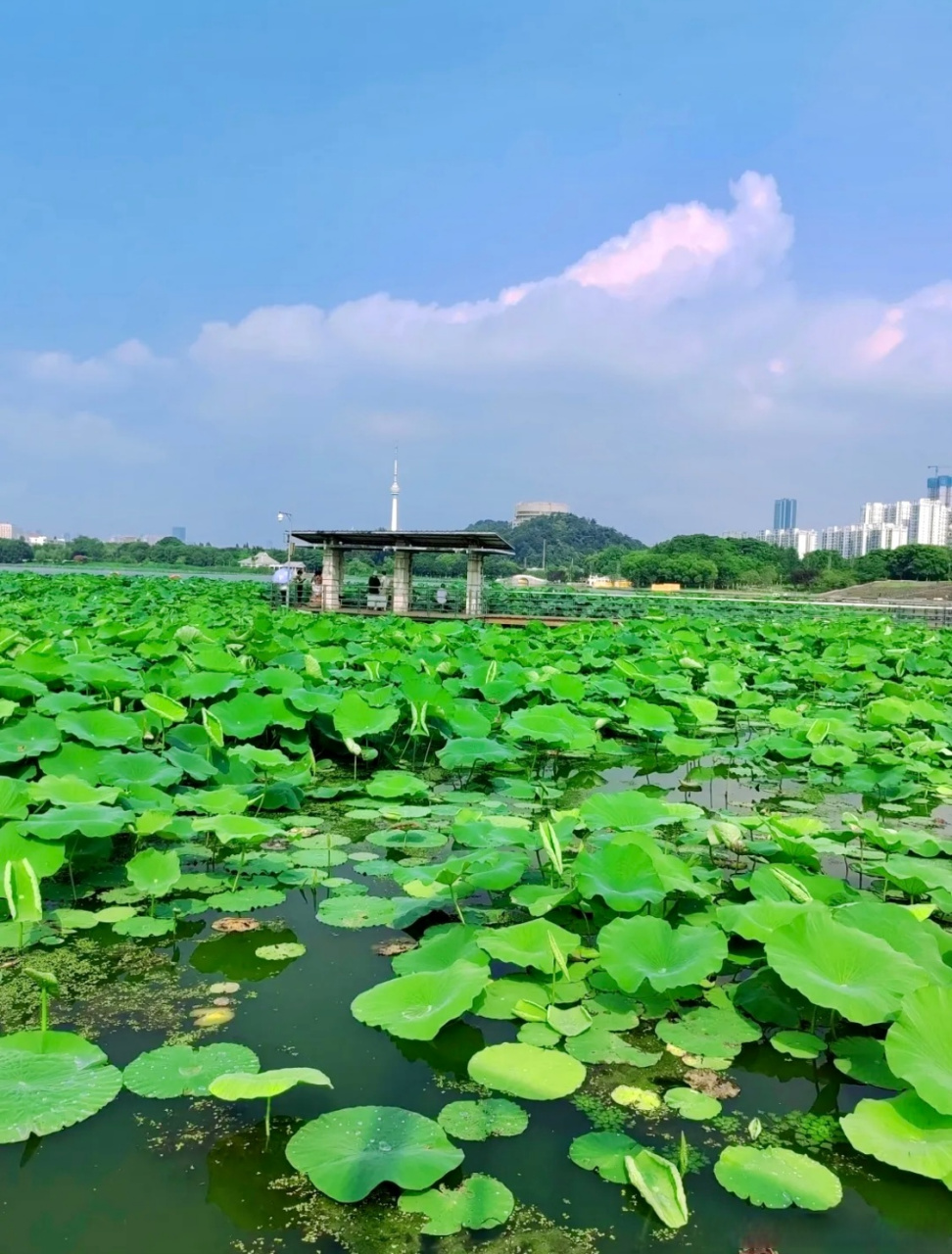 武汉月湖风景区图片