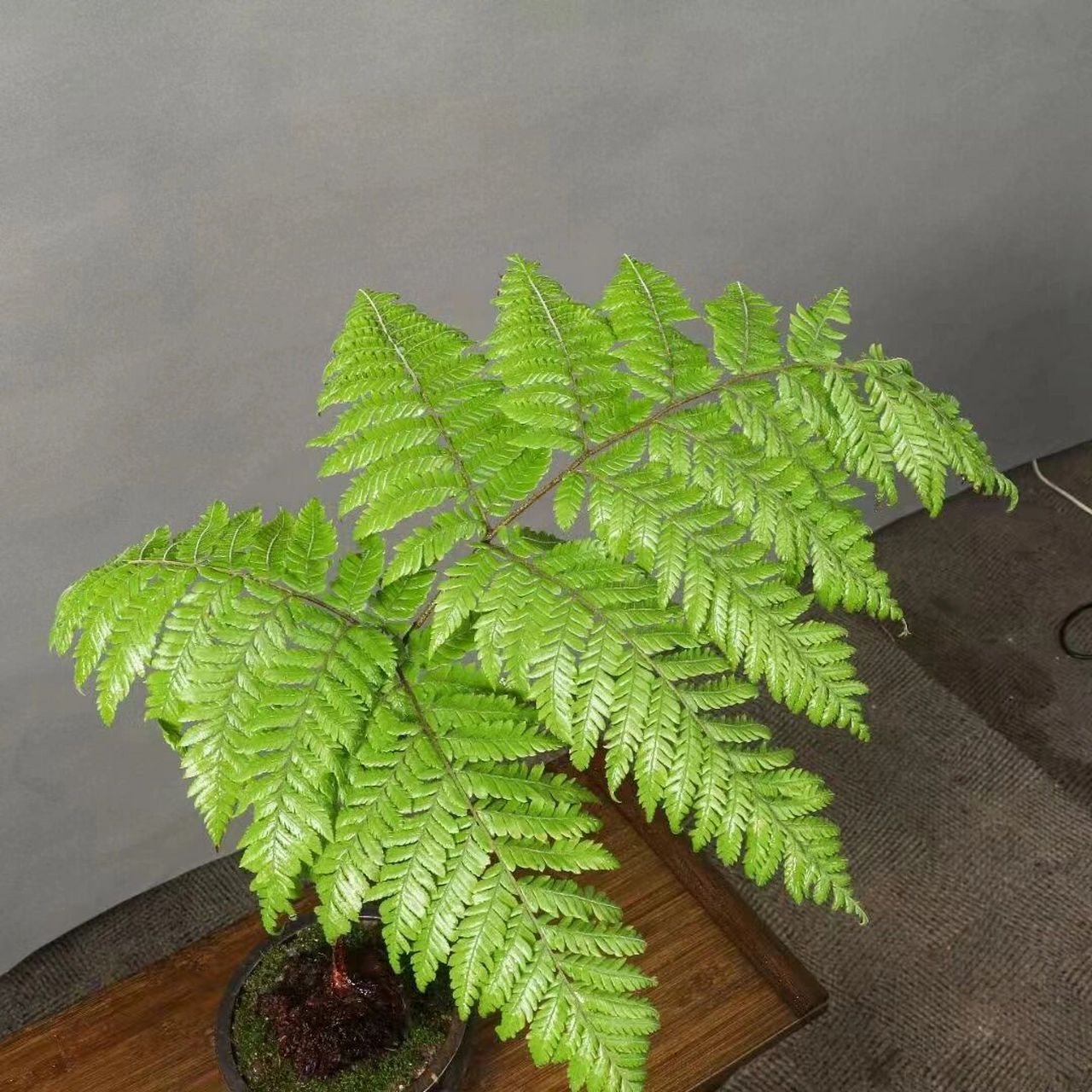 大头红鳞蕨,室内盆景,多年生草本植物,耐 大头红鳞蕨,室内盆景,多年生