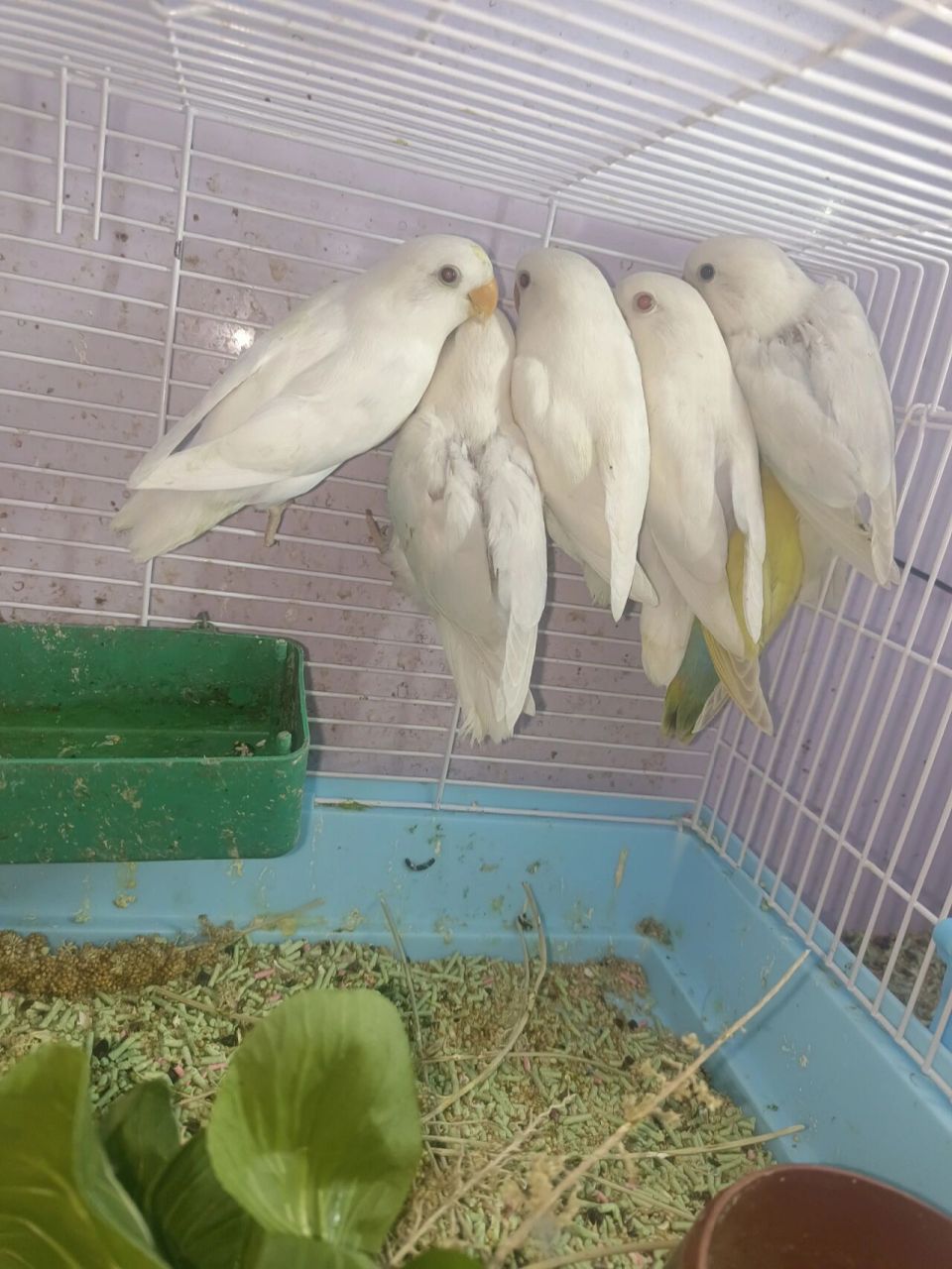 牡丹鹦鹉面类白闪价格268 牡丹鹦鹉高纯价格白闪268米 紫丁华乐500米