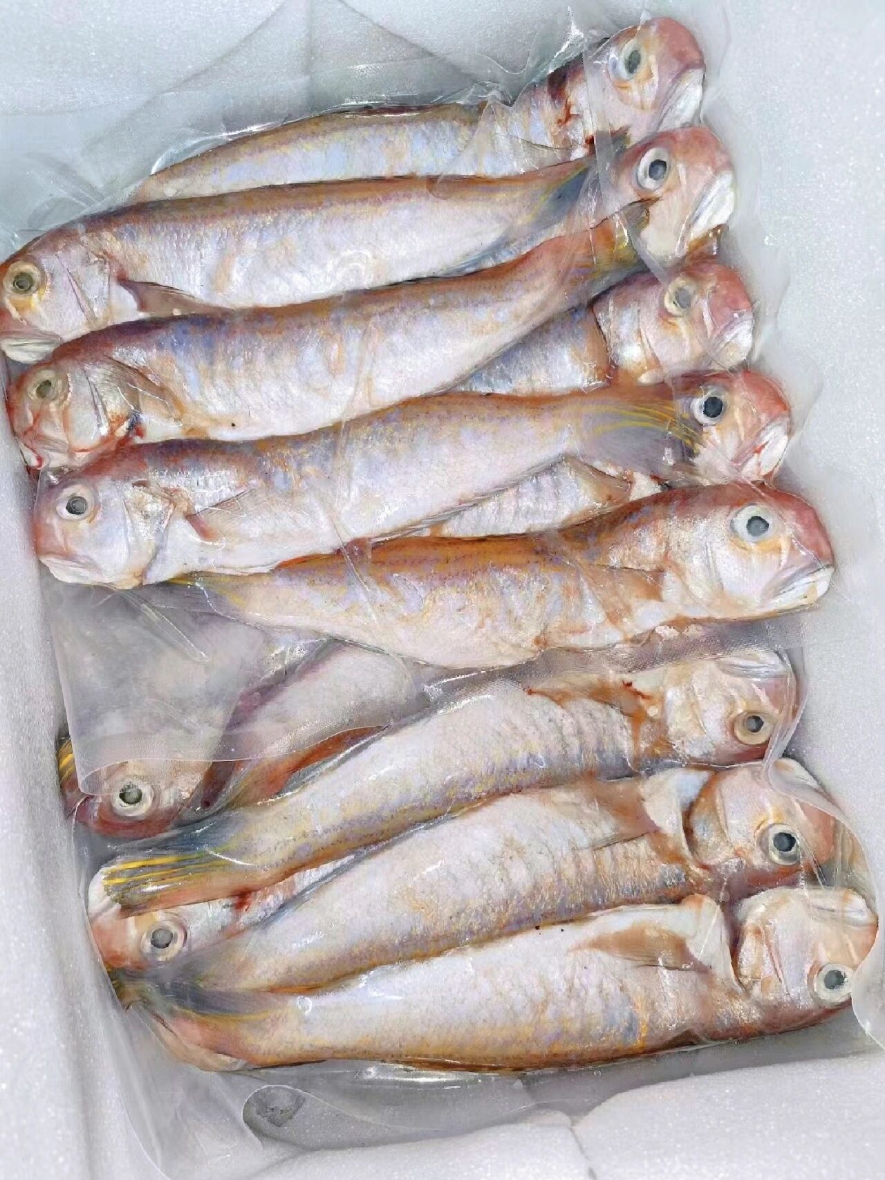 野生马头鱼95请推给爱吃鱼的宝贝 鱼鳞都不用刮的马头鱼95 刺少