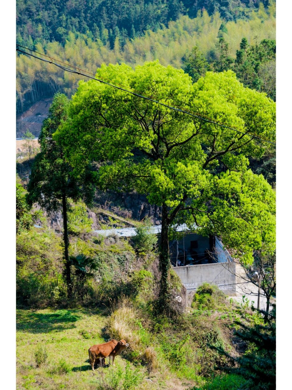 温州永嘉徒步穿越 起点91:九龙山古道上路垟起点   终点91:陡门村