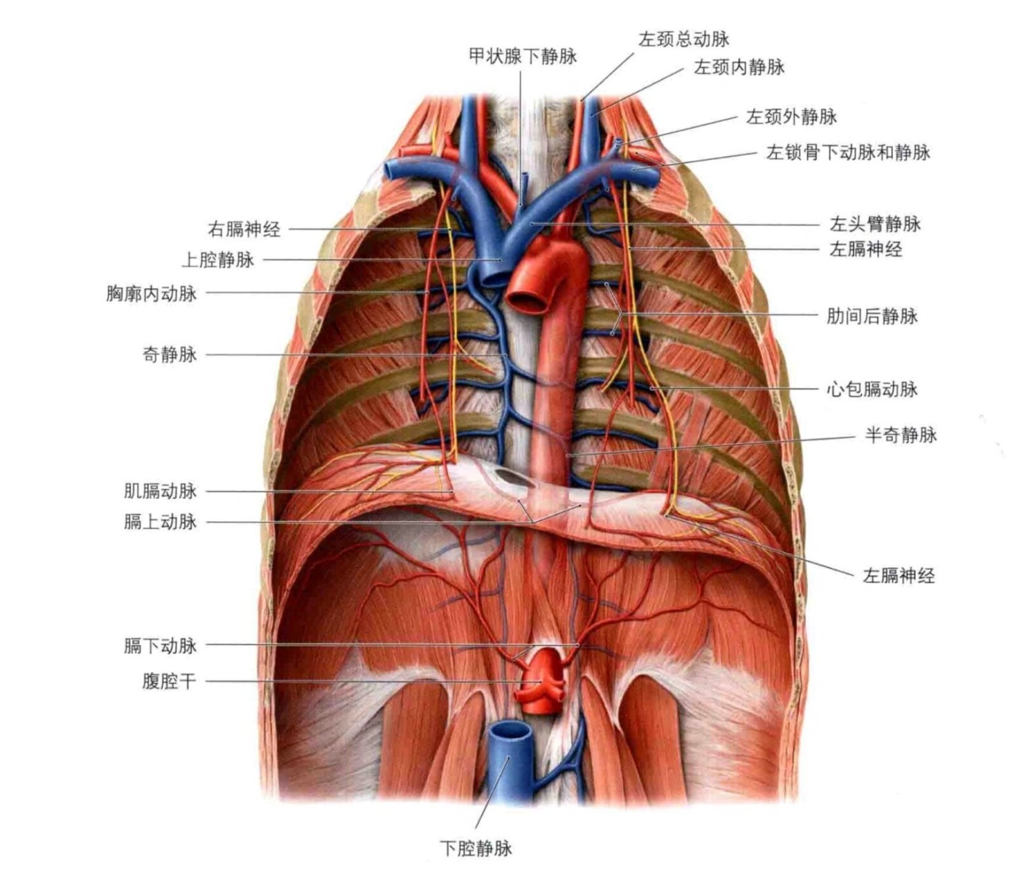 膈肌与腹后壁肌手绘图图片