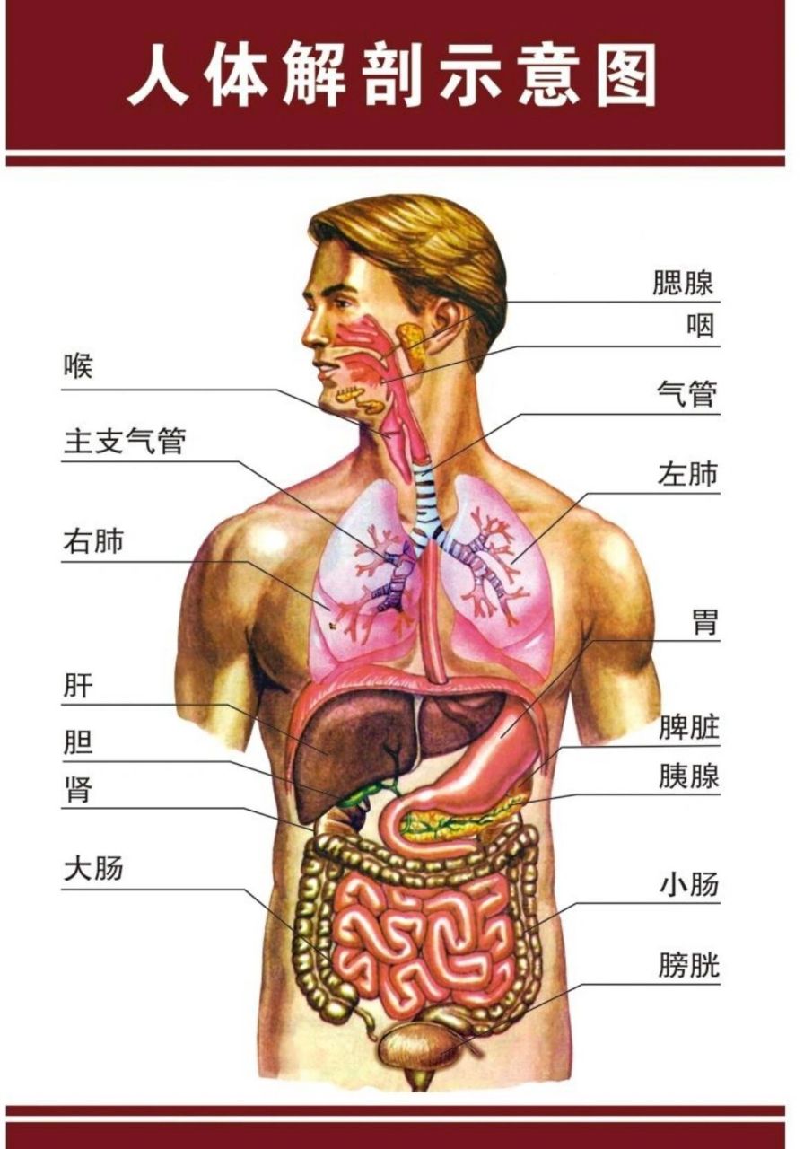医学生笔记 | [消化系统解剖图]