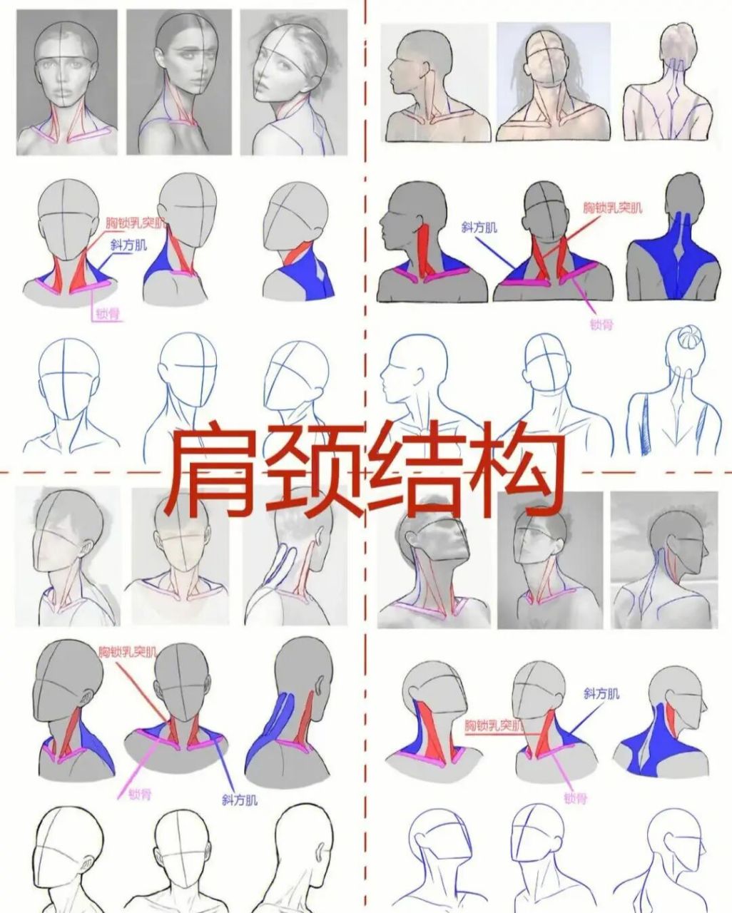 人体结构练习之肩颈结构