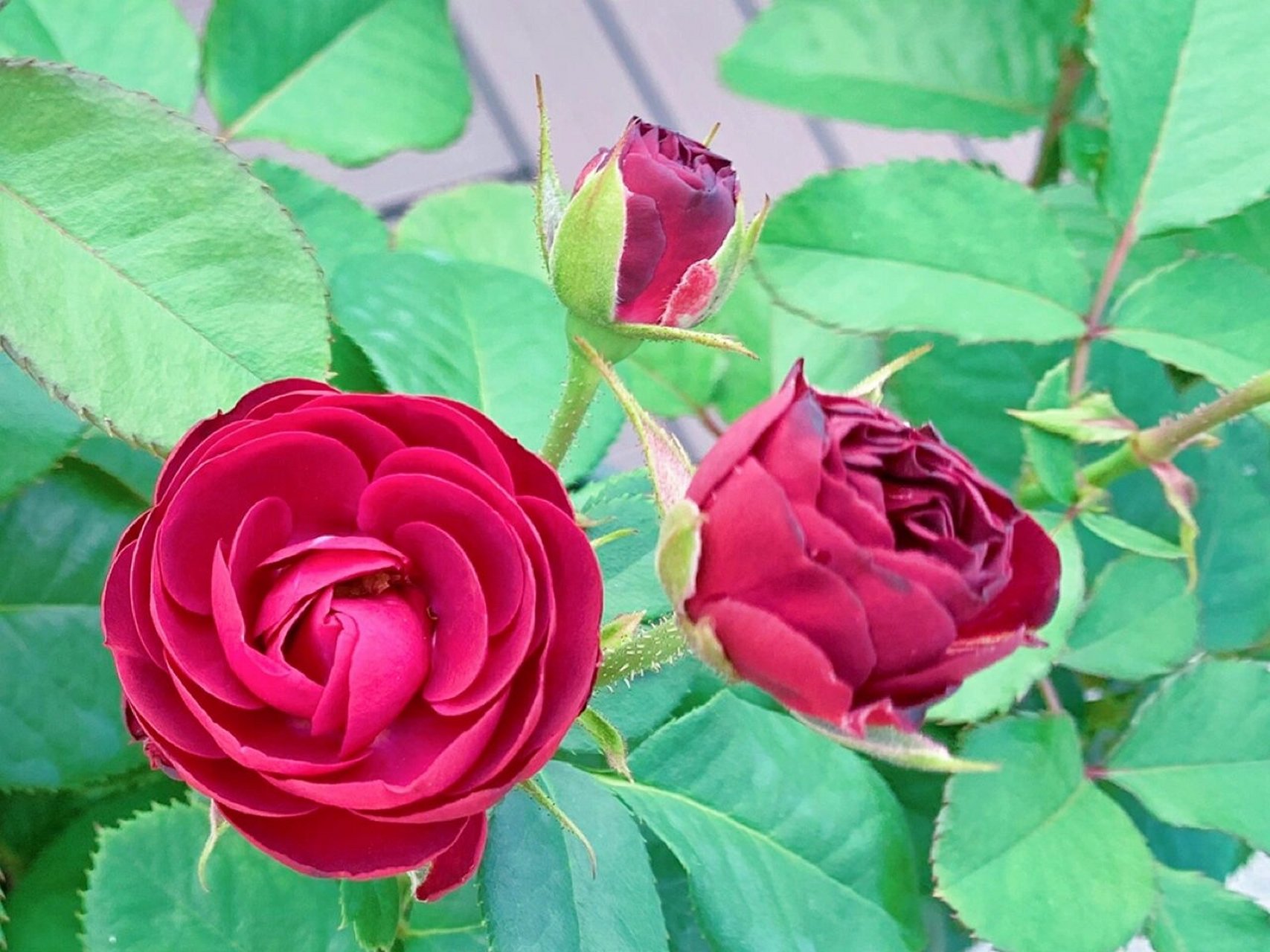 灌木月季~红蕾丝red lace懒惰的塑料花 它有多耐开,就有多懒惰.