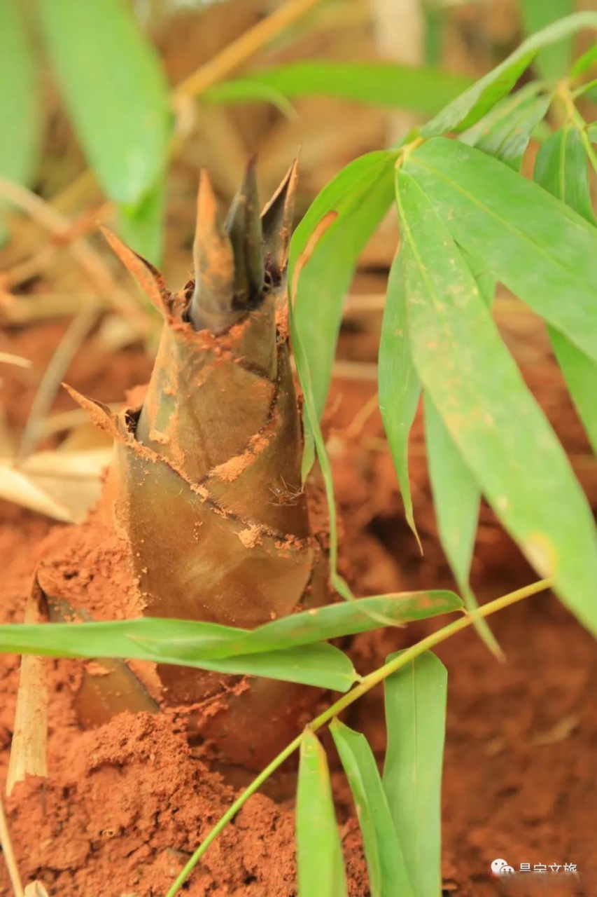 郁郁葱葱的甜龙竹在气候湿润,雨量充沛的山野间生长