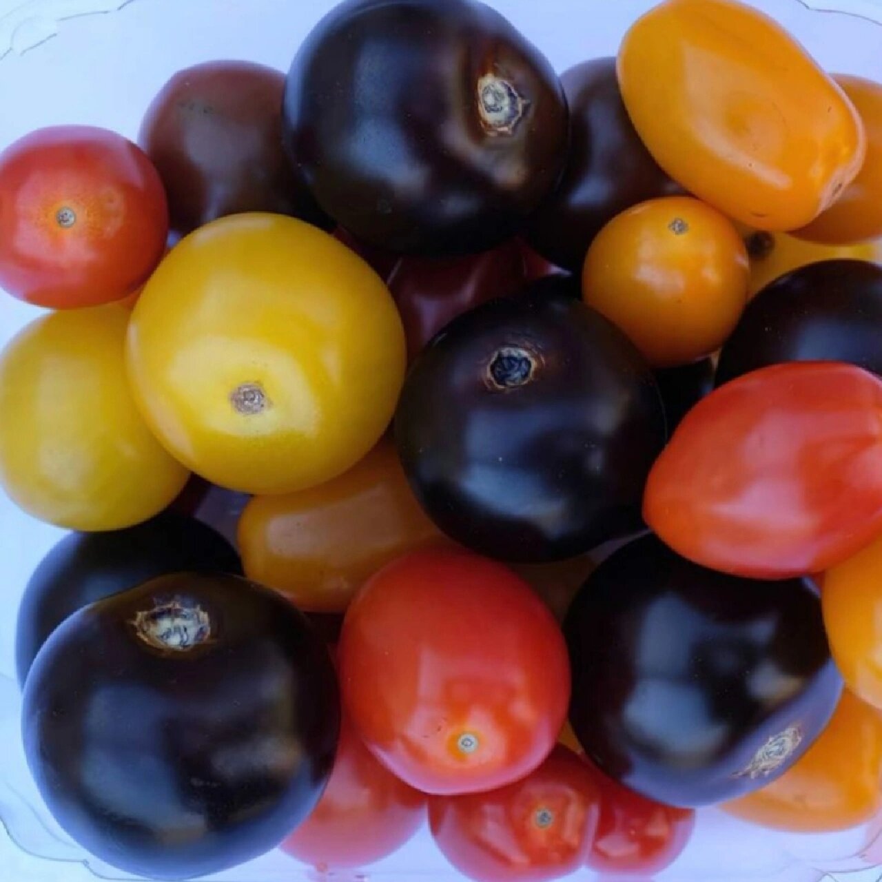 转基因番茄你会吃吗?