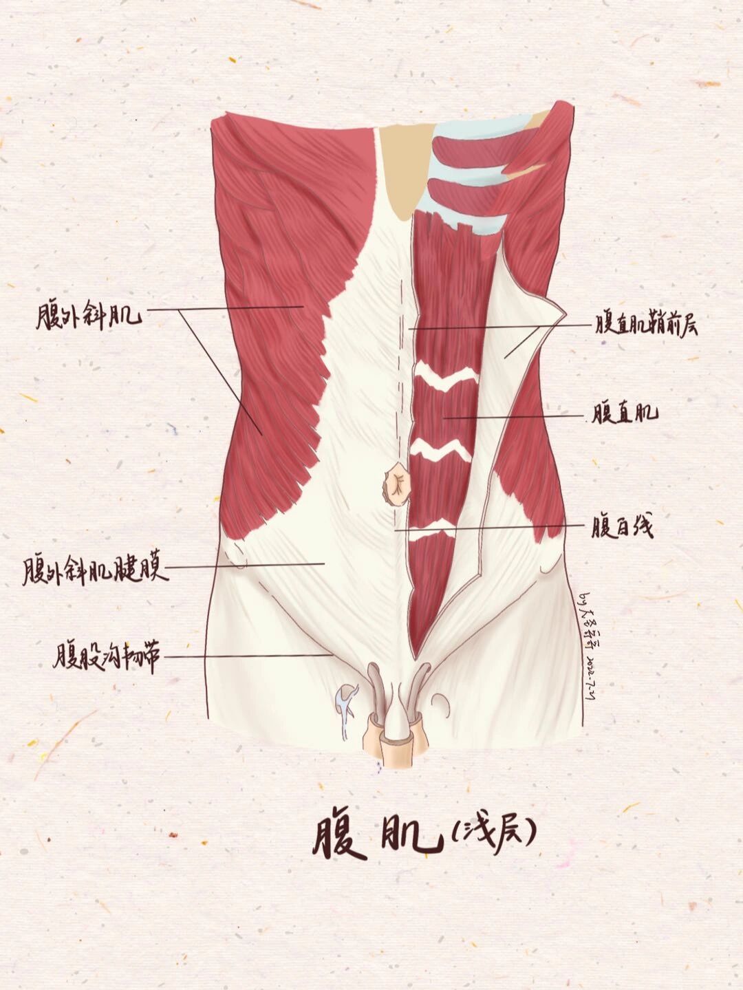 解剖学笔记22腹肌又好看又常考  敲重点 前外侧群的四块都很重要