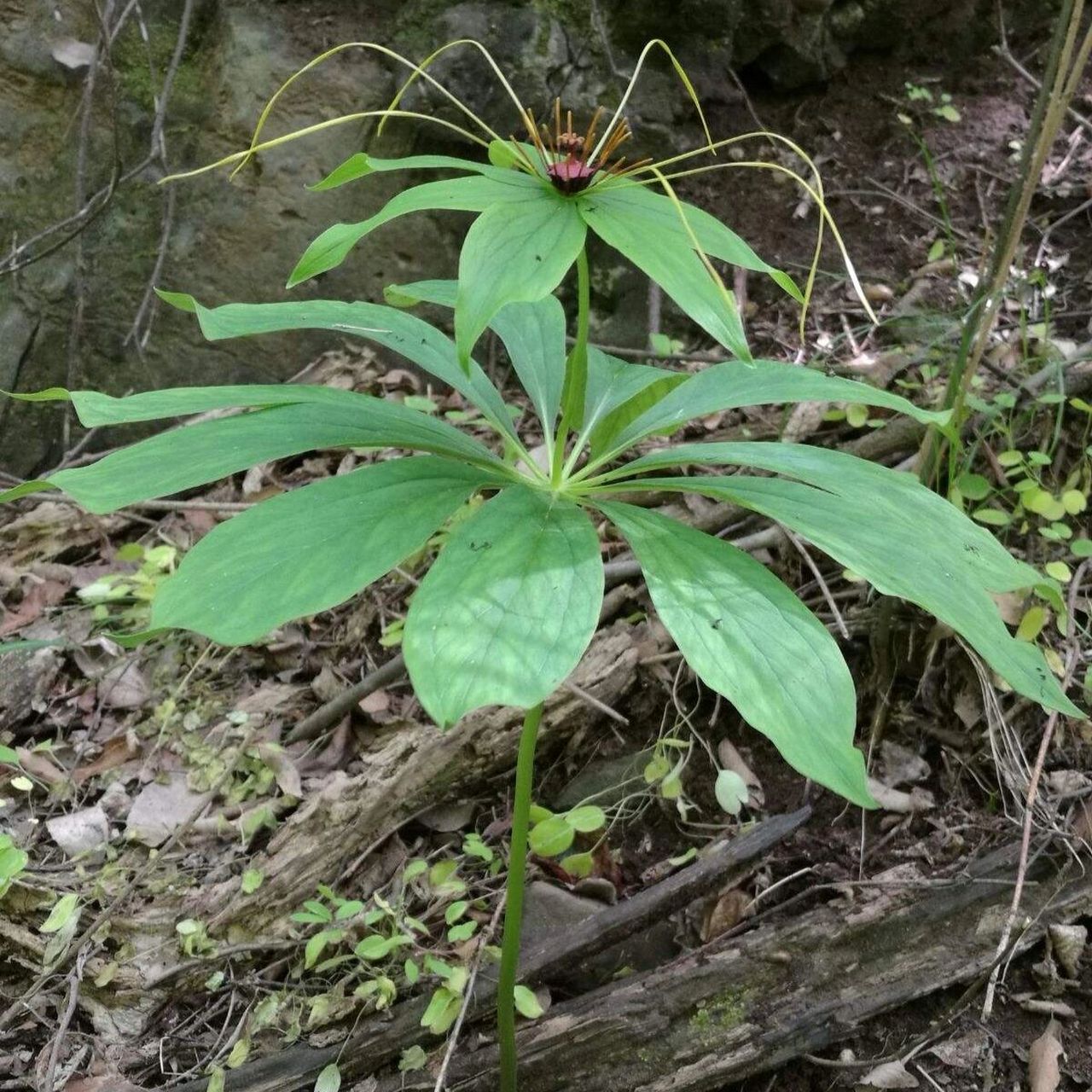 九叶一枝花的图片图片