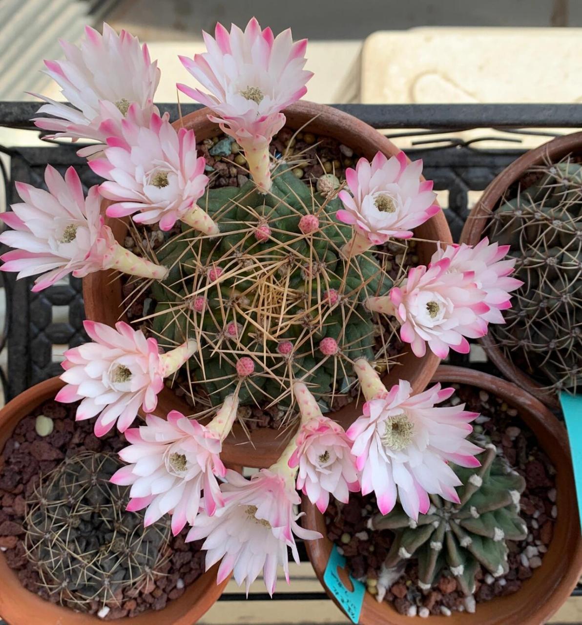 仙人球开花:翠晃冠