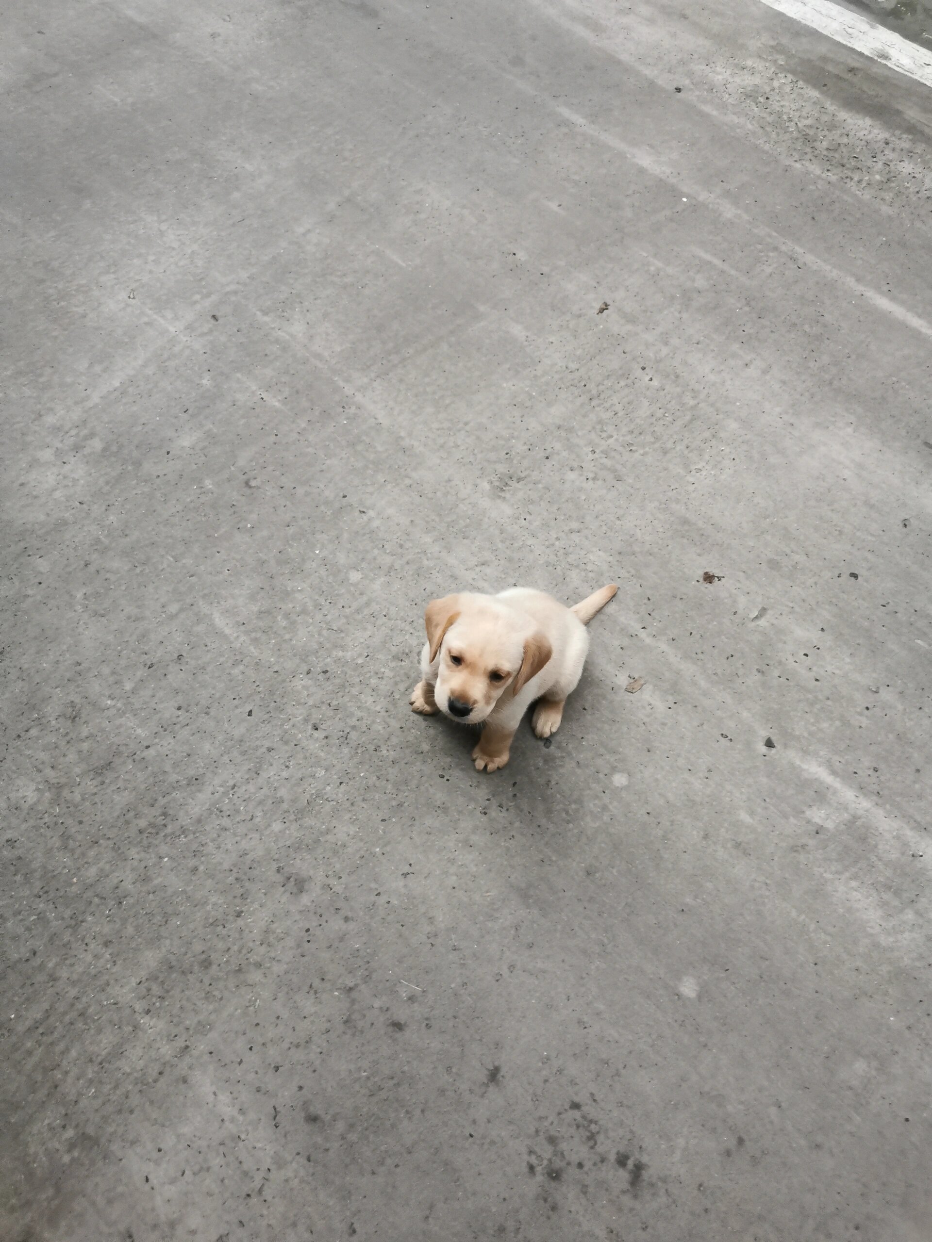 50天拉布拉多幼犬尾巴图片