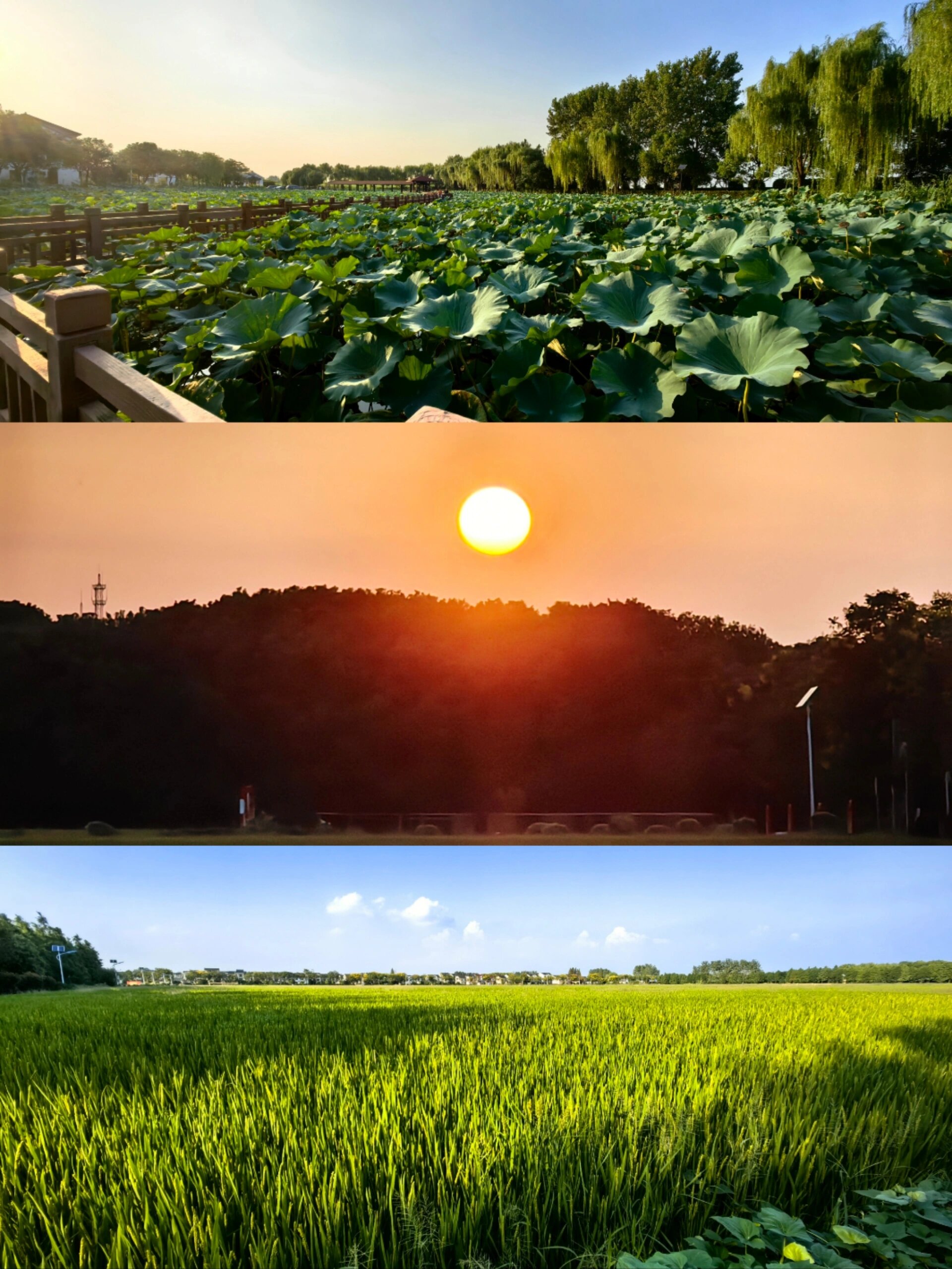 上海青浦蔡浜村 青浦蔡浜村位于淀山湖边上,村子干净空气好,但面积不