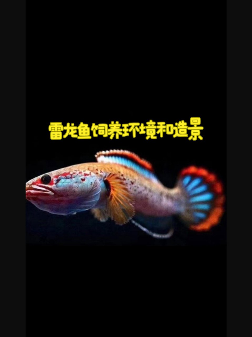 雷龙鱼饲养环境和造景 #雷龙鱼# 饲养环境及造景 新手必看 #提到了你