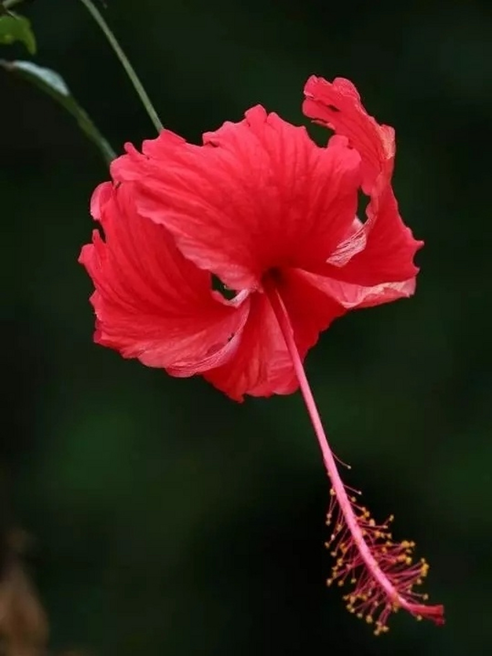 朱槿花又名扶桑花 朱槿:又名扶桑,佛槿,中国蔷薇.汉语拼音:zhujin.