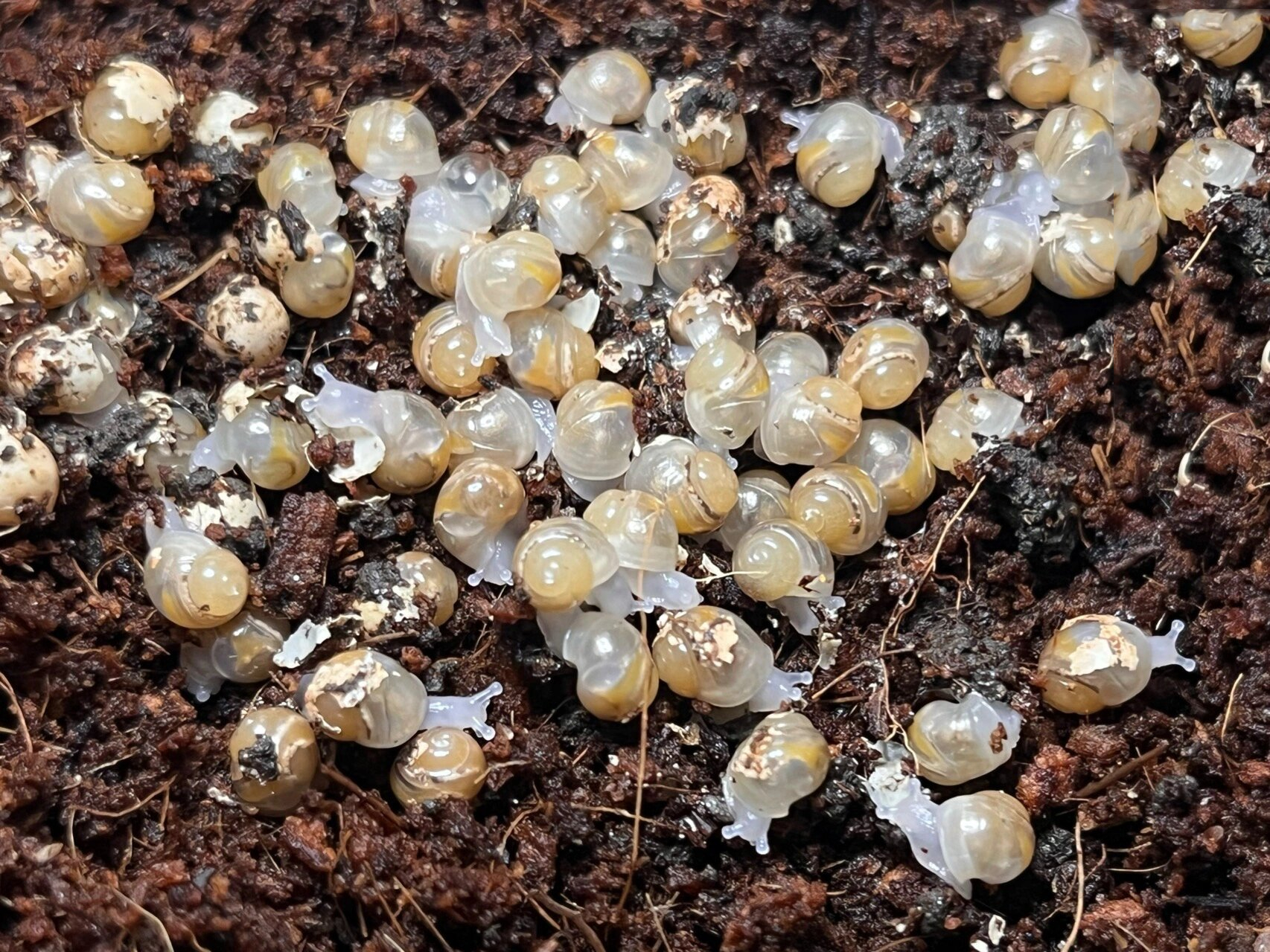 小蜗牛成长记 有人问我蜗牛能长多大长大之后啥样哈是这样: 第一二张