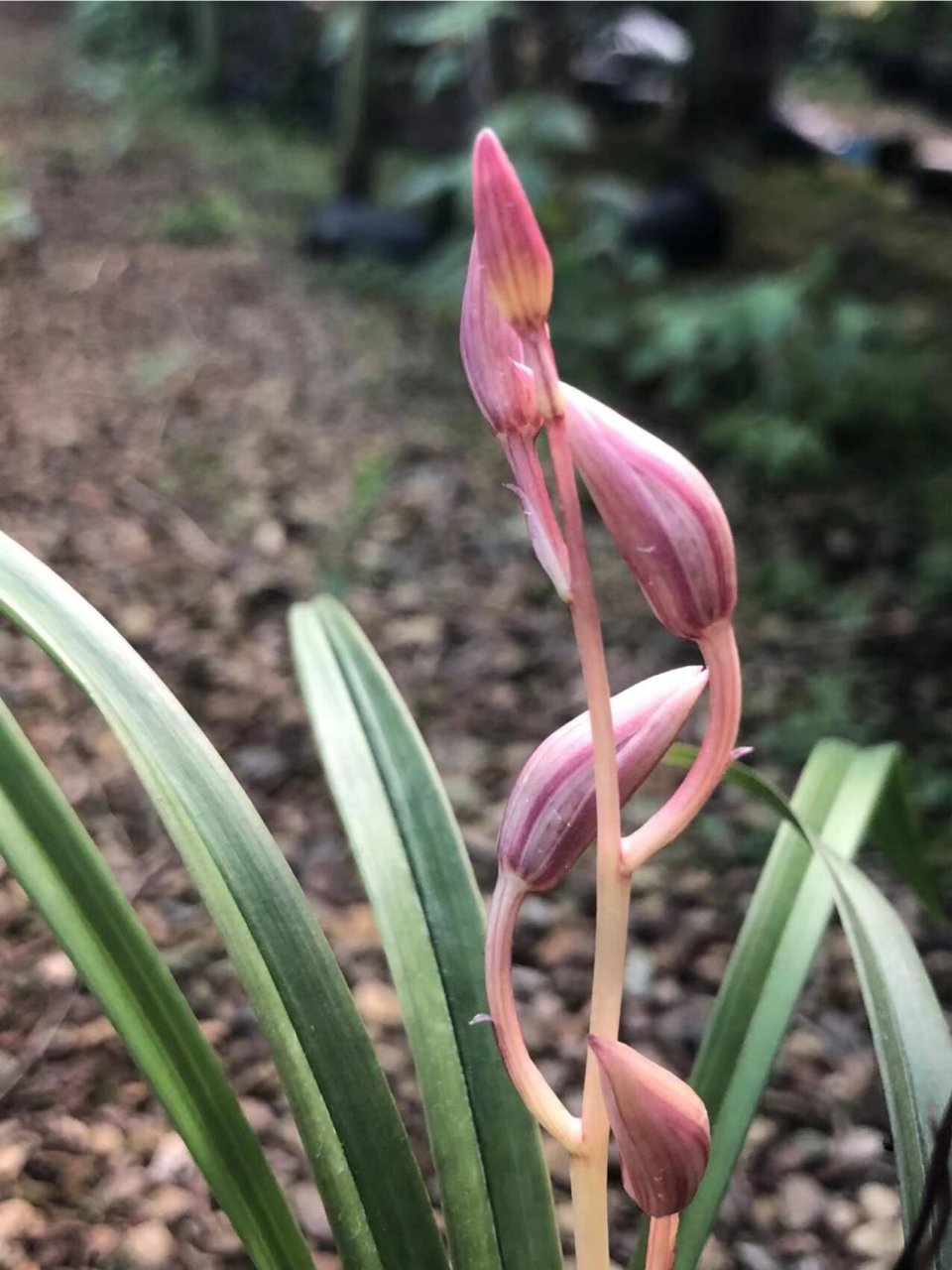 建兰 奇花 红猫蕊蝶 建兰红猫蕊蝶 勤花勤芽 适合新手 花期:6月至11月