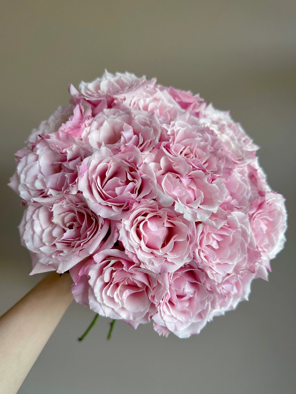 粉红佩奇玫瑰 (迪瑞特) 很可爱很美丽就对了.