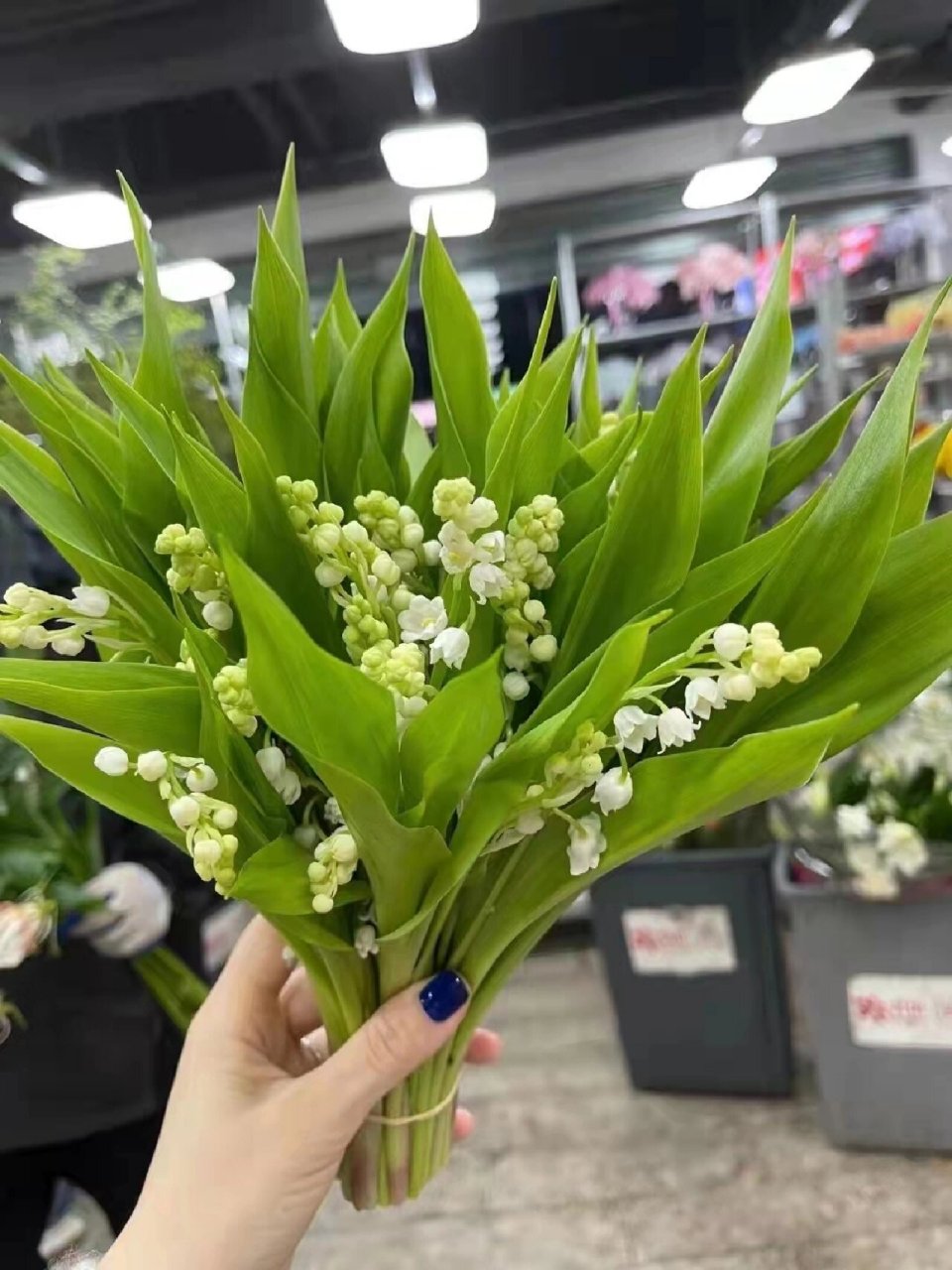 新娘手捧花铃兰花束一把25支.