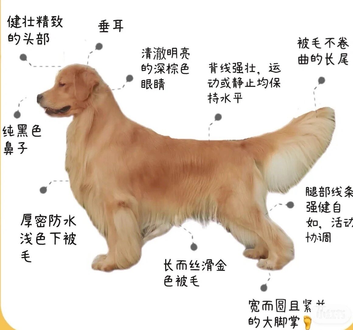 怎么分辨金毛纯不纯呢